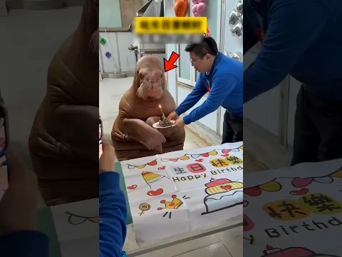 Birthday of this seal for happy 🎉❤️#shorts #youtubeshorts #ytshorts #animals #facts