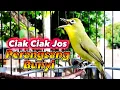 Download Lagu CIAK CIAK JOSS KECIAL KUNING PERANGSANG BUNYI DAN EMOSI