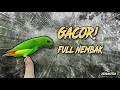 Download Lagu Masteran serindit full nembak tajam panjang dan jernih | Cocok untuk masteran burung dan pikat