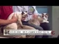 Rocky Mountain Siamese Rescue