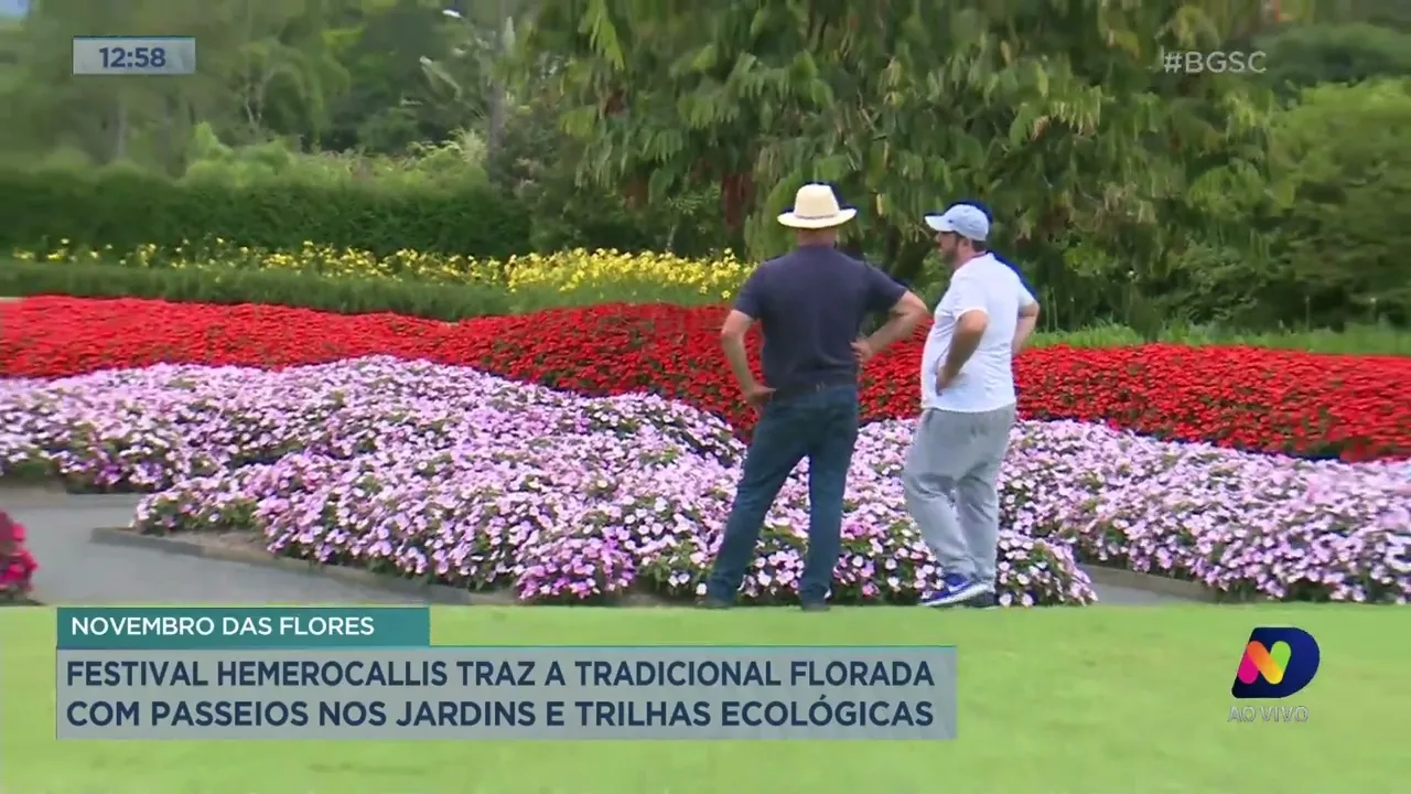 Festival Hemerocallis ocorre em Joinville durante o mês de novembro