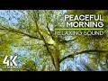 Download Lagu 10 JAM Suara Burung Hutan Pagi Berkicau - Suasana Hari Musim Panas, Suara Burung Kukuk dan Suara Lebah