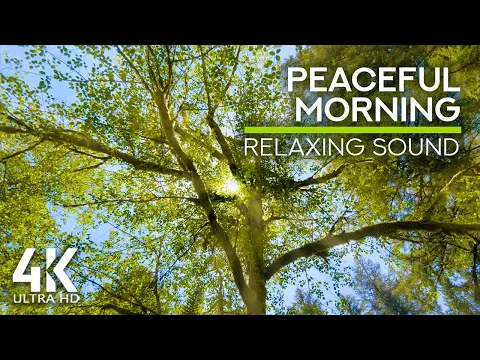 Download MP3 10 HOURS Morning Forest Birds Chirping - Summer Day Ambience, Voice of the Cuckoo and Buzzing Bees