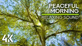 نقيق طيور الغابة الصباحية أجواء يوم الصيف صوت الوقواق والنحل الطنان 10 ساعات 