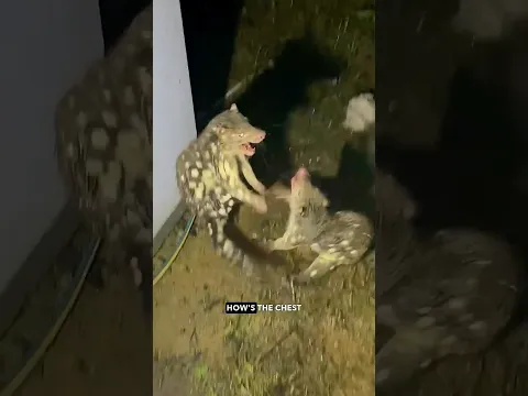 Gnarly Down Under Mutant Creature Fight Club