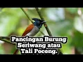 Download Lagu Burung Sriwang atau tali pocong !! Pancingan untuk Burung cucak ijo #BurungSriwang #Burungtalipocong