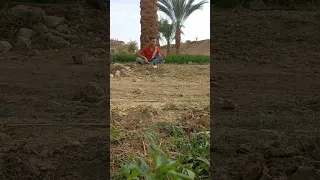 عركة فين ناس Share Youtubeshorts عركه 