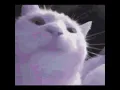 FVN! - LVL 1 Loop [cat kitty cat cat kitty cat cat]