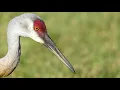 Wading Birds