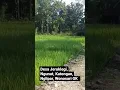 Download Lagu Desa Jeruk legi, Ngunut, Katongan, Wonosari, Gunungkidul, Yogyakarta