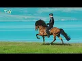 Download Lagu 5 gaits of the Icelandic horse