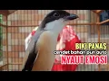 Download Lagu toet toet suara cendet gacor Di PAGI HARI sangat efektif buat Pancingan cendet diam agar cpt bunyi