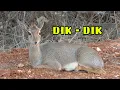 Download Lagu Kirks Dik Dik Chewing Cud