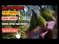 Download Lagu suara pikat burung pleci ngentir