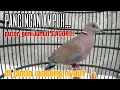 Download Lagu INILAH SUARA PANCINGAN UNTUK PUTER GENI// YANG PALING BANYAK DI MINATI