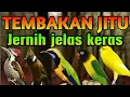 Download Lagu MASTERAN MURAI BATU CEPAR MASUK SUARA JERNIH MUDHA DITIRU FULL TEMBAKAN PANJANG MEWAH