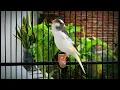 Lagu Deze Belgische kanarie zingt prachtig‼️Uw kanarie zal snel zingen🐦