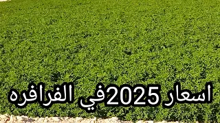 اسعار السنه الجديده في الفرافره  شركه ام جي للاستثمار الزراعي محمد المحلاوي دندنها