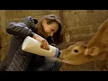 All Creatures Great and Small Season 3 A Day on the Farm with the Cast