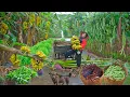Lagu Plant Garlic Chives, Radish, Kohlrabi… Harvest Yardlong Bean, Herbs, Banana Goes To Market Sell,Farm