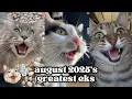 Download Lagu ekekekkekkek compilation - BEST Cat Chirping, Chittering Chattering Clicking of August 2025