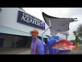 Blippi Visits an Aquarium (The Florida Aquarium) | 1 HOUR OF BLIPPI | Educational Videos For Kids