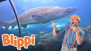 Blippi Visits an Aquarium The Florida Aquarium 1 HOUR OF BLIPPI Educational s For Kids