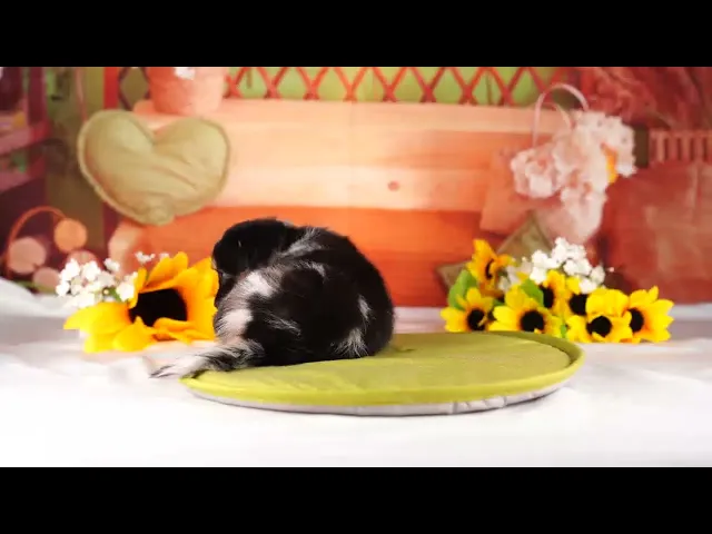 動画