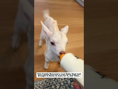 This Family Rescued a Lost Baby Goat and Brought It Home to Care for It, and Then…