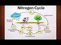 Nitrogen Cycle Diagram Drawing Easy Step by Step Labeled Diagram Tutorial for School Project