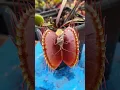 Download Lagu Venus Flytrap feeding time! #shorts