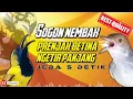 MASTERAN SOGON PRENJAK BETINA NGETIR PANJANG | SOGON GACOR NEMBAK #sogon #sogongacor #sogokontong