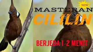 new masteran cililin berjeda paling di cari juri jeda 1 2 menit cepat masuk
