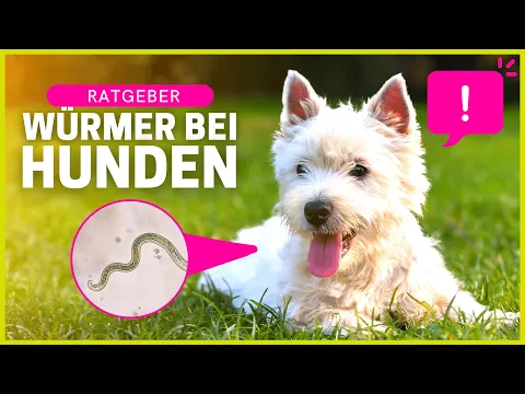 WÜRMER BEI HUNDEN | Infektion, Symptome, Risiken, Behandlung