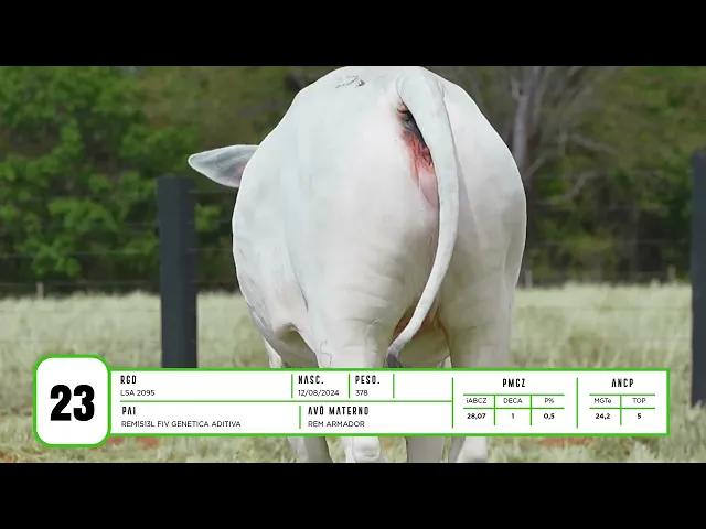 Novilha Nelore LSA - 2095