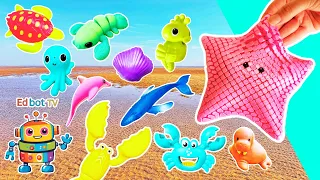 Kids Learn | Sea Animal Names at the Beach: Starfish Seahorse Crab Dolphin Turtle Octopus