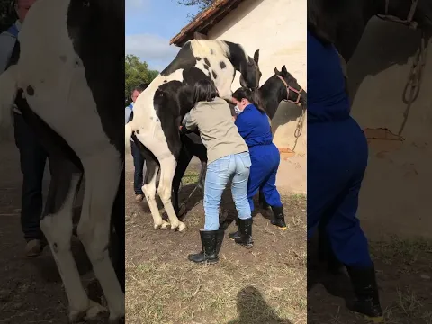 Reprodução equina #shorts