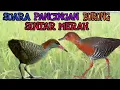 Download Lagu Suara Burung Sintar Panggil Malam
