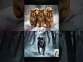 Download Lagu Demon Black Dog vs 10 Mighty Dogs – Cavalier King Charles Spaniel, Bullmastiff, Chow Chow and More!