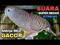 Lagu Perkutut Lokal Gacor Suara Kung Besar Pancingan Burung Perkutut Agar Bunyi.
