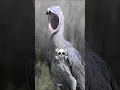 Download Lagu Suara Burung Paling Menakutkan di Dunia☠️#Burung🔥☠️ #Suara