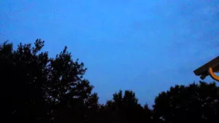 Bats nailing a firefly