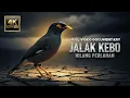 Lagu JALAK KEBO: JIKA JALAK KEBO MENGHILANG, ALAM AKAN BERUBAH SELAMANYA