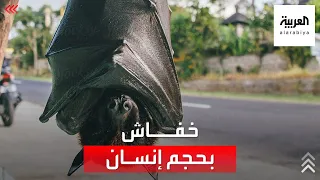 خفاش عملاق بحجم إنسان أرعب العالم دندنها