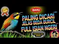 Download Lagu Ini Dia ❗️Masteran Burung Kecil Full Isian Paling Dicari Kicaumania