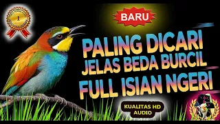 wajib dicoba masteran burung kecil full isian paling dicari kicaumania
