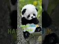 Download Lagu Haram pets in Islam #shorts #islam