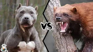 PITBULL VS WOLVERINE - What If They Would Fight