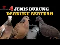 Download Lagu Mitos 4 Jenis Burung Derkuku / Tekukur Bertuah