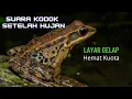 Download Lagu Suara kodok setelah hujan